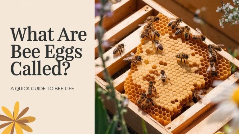 What Are Bee Eggs Called: A Quick Guide to Bee Life